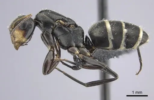Camponotus linnaei - INBIOCRI001236183