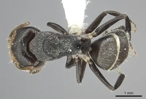 Camponotus linnaei - INBIOCRI001280105