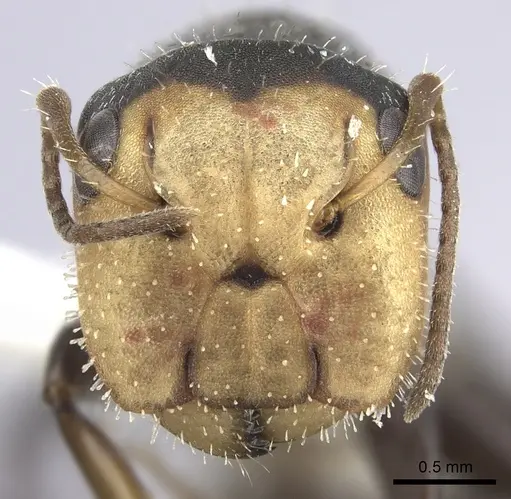 Camponotus linnaei - INBIOCRI001280105