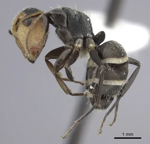 Camponotus linnaei - INBIOCRI001280105