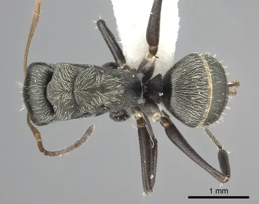 Camponotus linnaei - INBIOCRI002280987