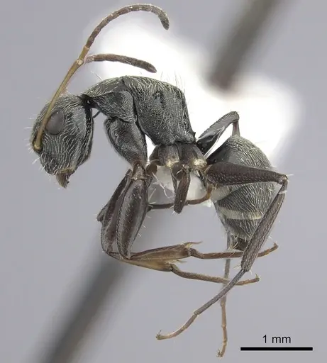 Camponotus linnaei - INBIOCRI002280987