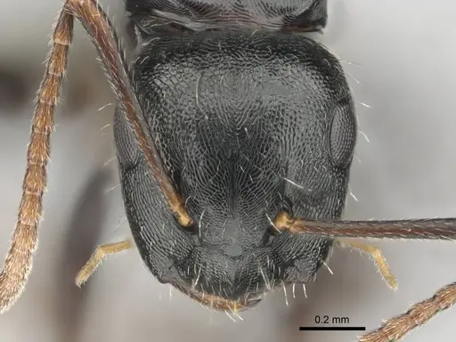 Camponotus liogaster specimen