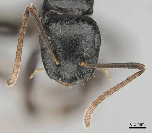 Camponotus liogaster specimen