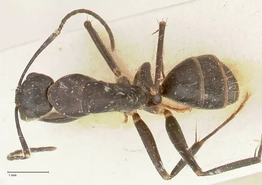 Camponotus lividicoxis specimen