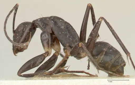 Camponotus lividicoxis specimen