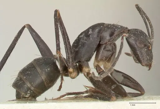 Camponotus lividicoxis - FOCOL2299