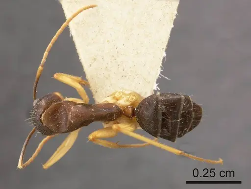 Camponotus lividipes specimen