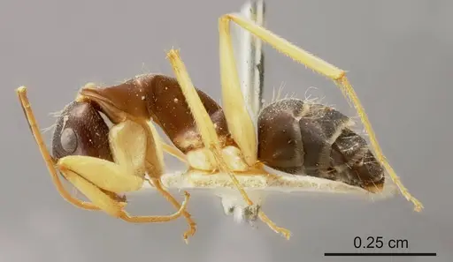 Camponotus lividipes specimen