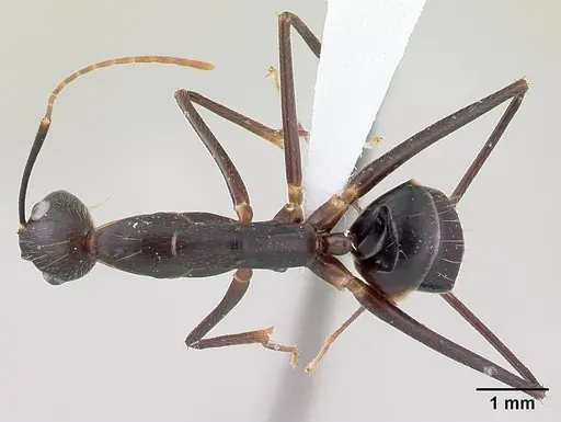 Camponotus lokobe specimen