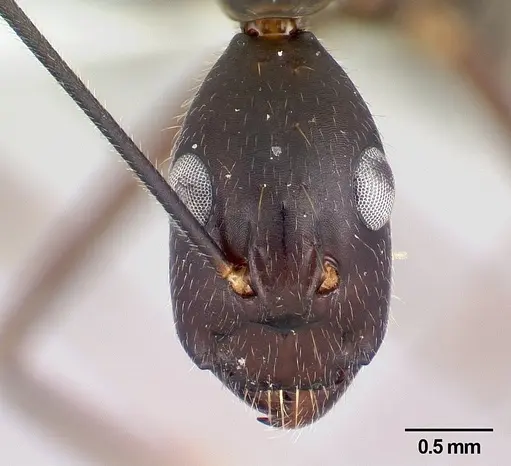 Camponotus lokobe specimen