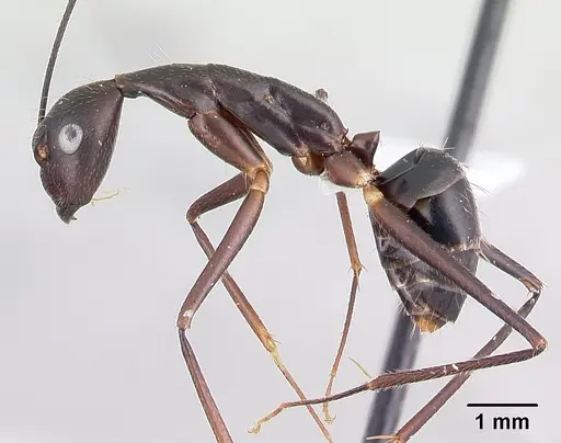 Camponotus lokobe specimen