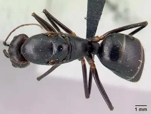Camponotus lokobe - CASENT0436596