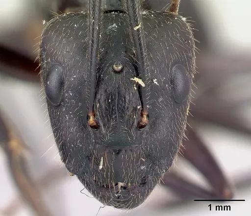 Camponotus lokobe - CASENT0436596
