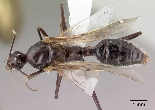 Camponotus longicollis specimen