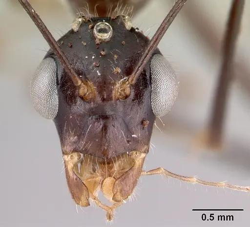 Camponotus longicollis specimen