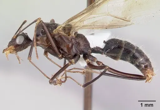 Camponotus longicollis specimen