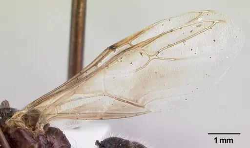 Camponotus longicollis - CASENT0191503