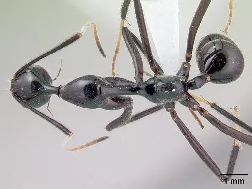 Camponotus longicollis - CASENT0191989