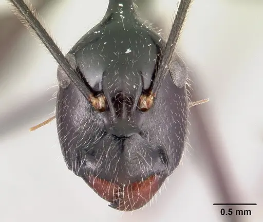 Camponotus longicollis - CASENT0191989
