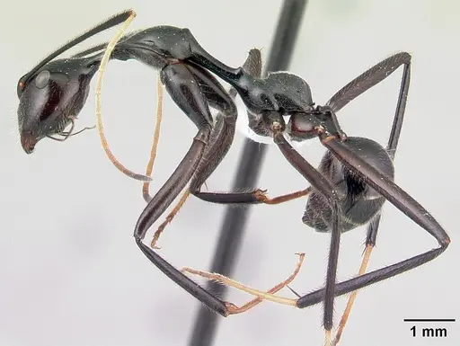 Camponotus longicollis - CASENT0191989