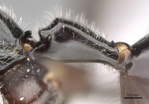 Camponotus longicollis - CASENT0191989