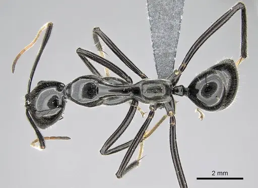 Camponotus longicollis - CASENT0300103