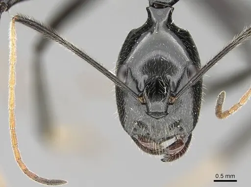 Camponotus longicollis - CASENT0300103