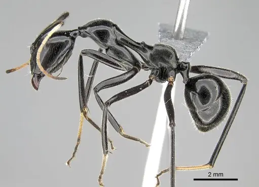Camponotus longicollis - CASENT0300103