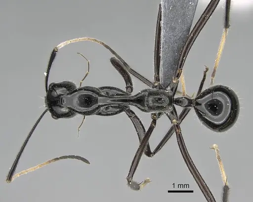 Camponotus longicollis - CASENT0370614