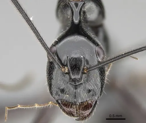 Camponotus longicollis - CASENT0370614