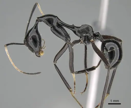 Camponotus longicollis - CASENT0370614