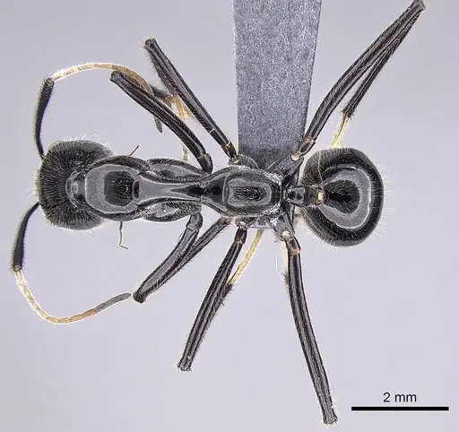 Camponotus longicollis - CASENT0763008