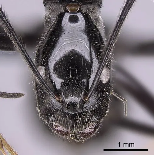 Camponotus longicollis - CASENT0763008