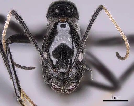 Camponotus longicollis - CASENT0763008