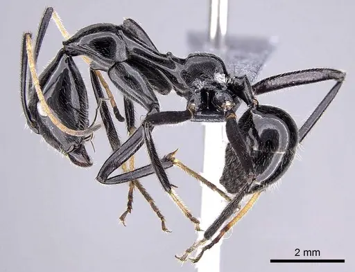 Camponotus longicollis - CASENT0763008