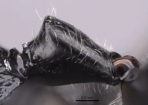 Camponotus longicollis - CASENT0763008