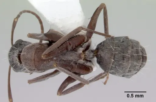 Camponotus longifacies specimen