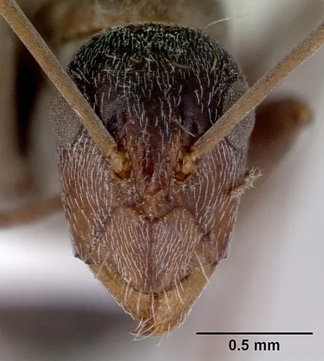 Camponotus longifacies specimen