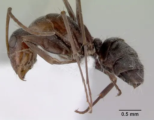 Camponotus longifacies specimen