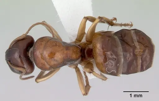 Camponotus longifacies - CASENT0172131