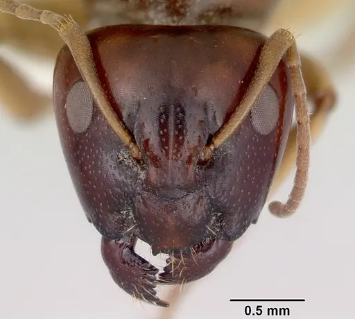 Camponotus longifacies - CASENT0172131
