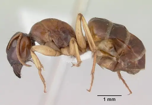 Camponotus longifacies - CASENT0172131