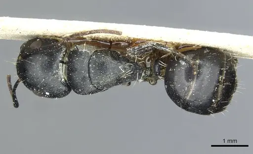 Camponotus longipalpis specimen