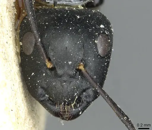 Camponotus longipalpis specimen