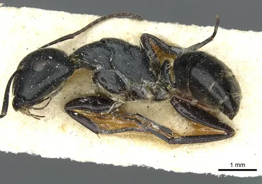 Camponotus longipalpis specimen