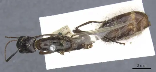 Camponotus longipilis specimen