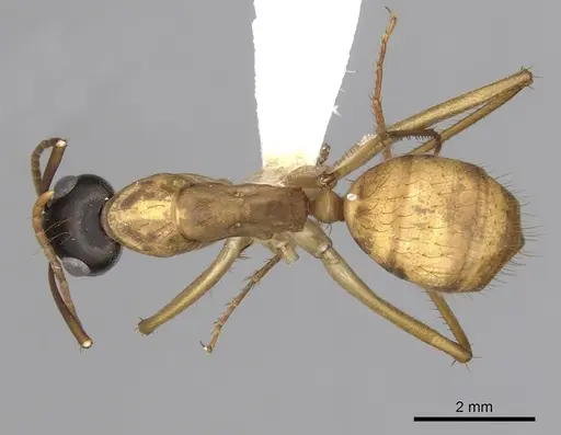Camponotus loweryi specimen