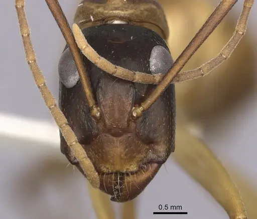Camponotus loweryi specimen