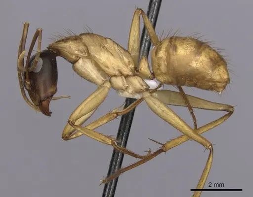 Camponotus loweryi specimen